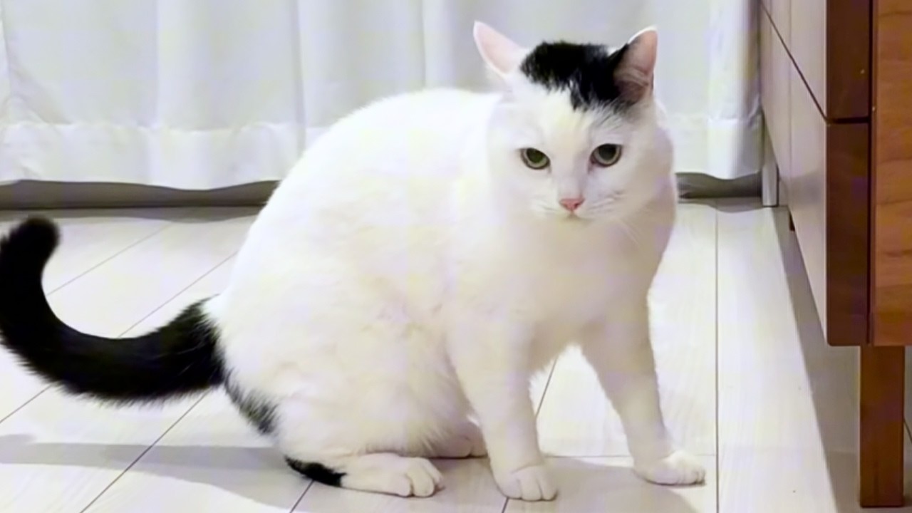 maxresdefault.jpg