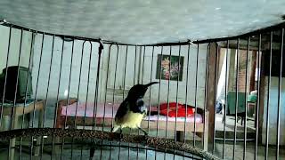 Sogon Gacor  isian pleci dan love birth memancing lawan bunyi