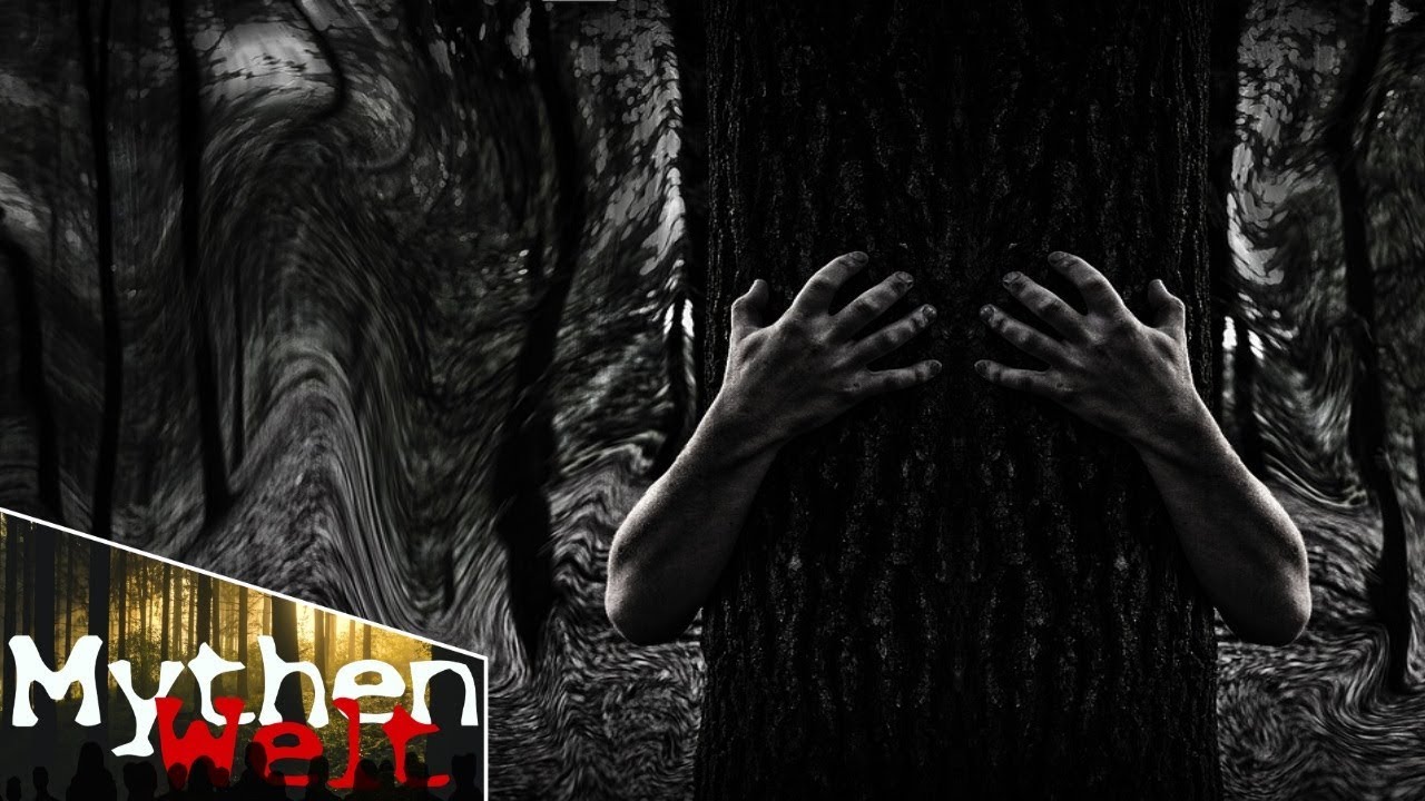 hoia baciu wald hoia baciu wald