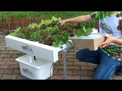 วีดีโอ: สภาพแวดล้อมของพืชไฮโดรโปนิกส์: ให้อาหาร houseplants ที่ปลูกในน้ำ
