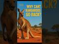 Why kangaroos can't walk backwards