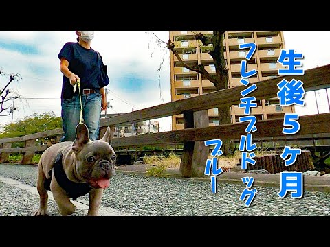 生後５ヶ月の外国産フレンチブルドッグ・ブルー