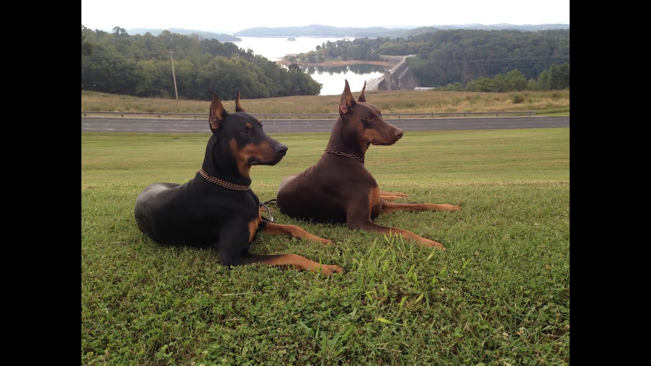 house of hoytt doberman prices