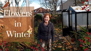 Download Lagu Plants that will flower through into winter MP3 Download Lagu Plants that will flower through into winter MP3