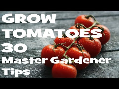 Vidéo: Sun Leaper Tomato Care - Comment faire pousser des plants de tomates Sun Leaper
