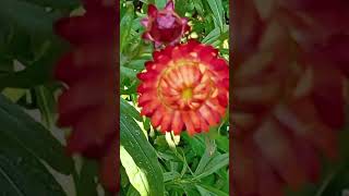 Tkw Juminten Betulkiyemmba Yanti Di Swiss