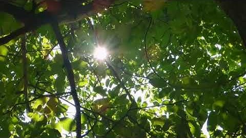 Unit:3 Females for forestry (L4)