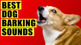 Dogs Barking Sounds Compilation (See How Your Dog REACTS)