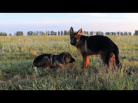 оз. Чаны в Августе, взял девчонок на рыбалку( Щенкам 4 месяца )