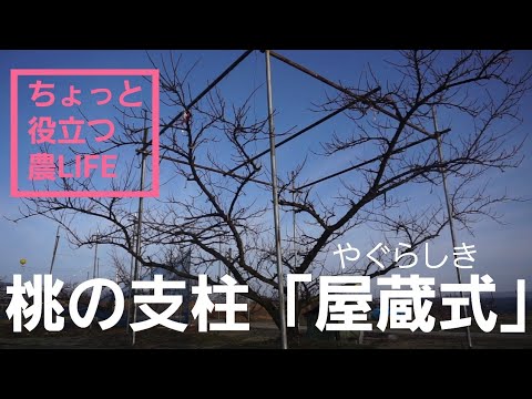 026 [Helpful Farm Life] [Peach Tree Supports] Introducing the
