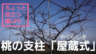 026 [Helpful Farm Life] [Peach Tree Supports] Introducing the