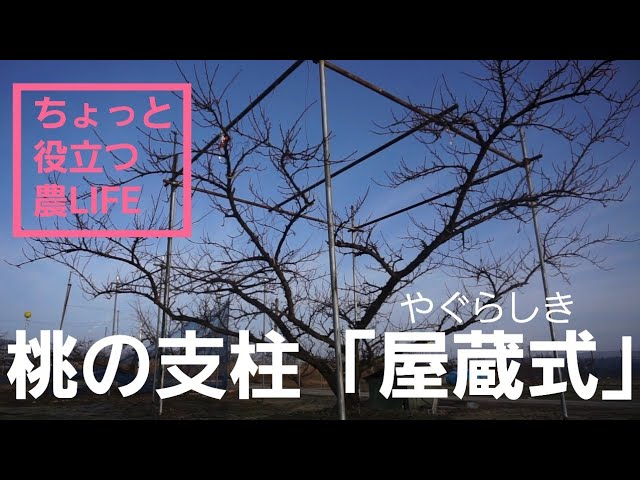 026 [Helpful Farm Life] [Peach Tree Supports] Introducing the