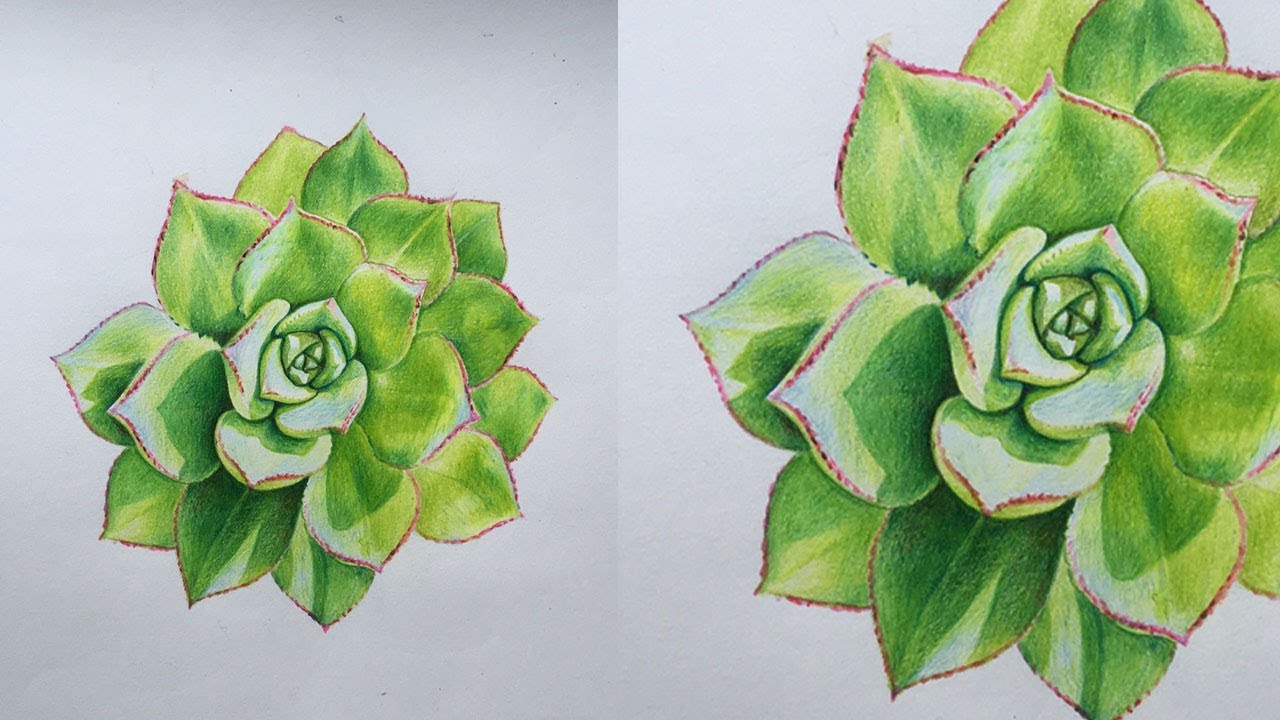 Succulent Drawing in Colour Pencils How to Draw a Succulent Camlin Triangul...