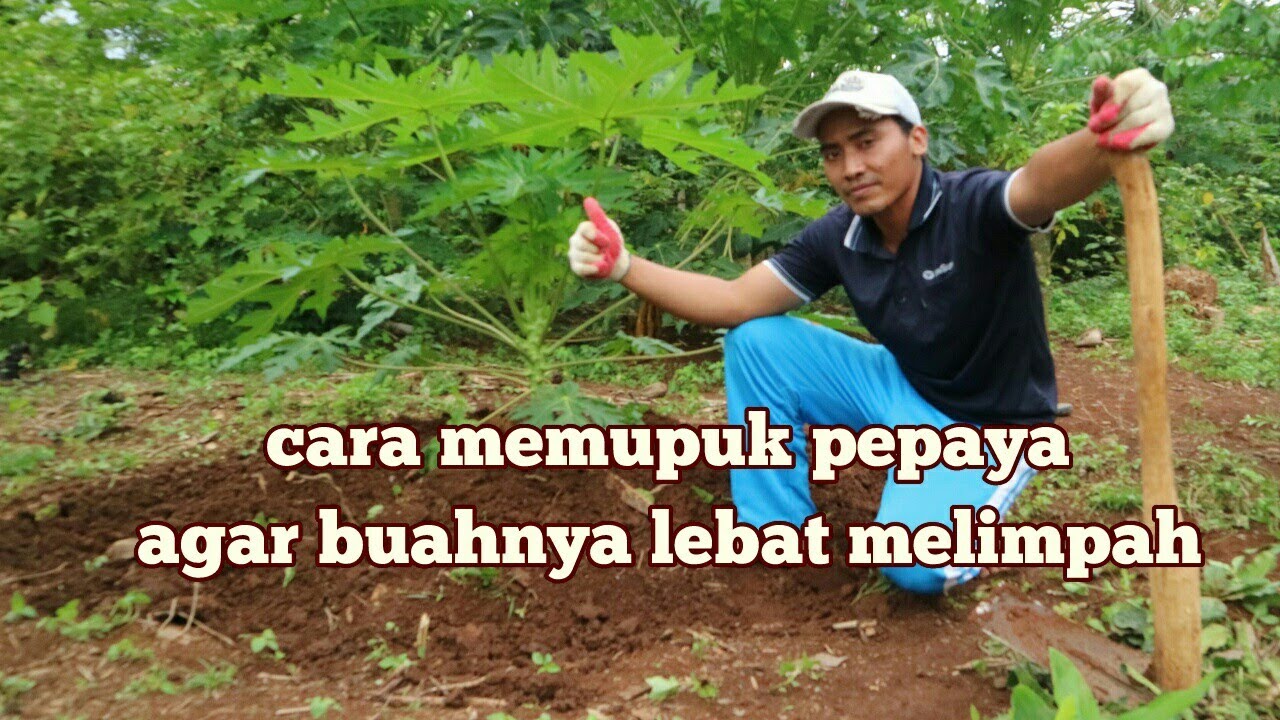 Cara memupuk pepaya agar berbuah lebat melimpah