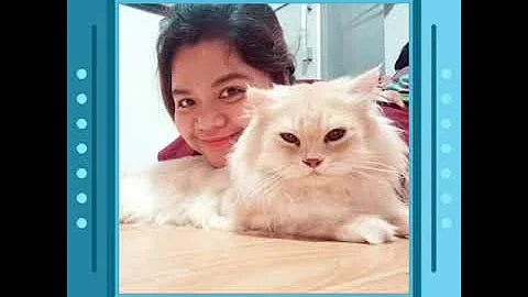 Watch the video about Persian Cats Conquered Us