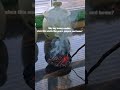 Who still does this and finds peace in it? #srilanka #viral #clean #trending