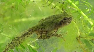 Hellbender!