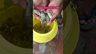 Rajnagar Chara macher hat 🐠 fishing video #viral#fish #fishing#fishingvideo#shorts#shortvideo #short