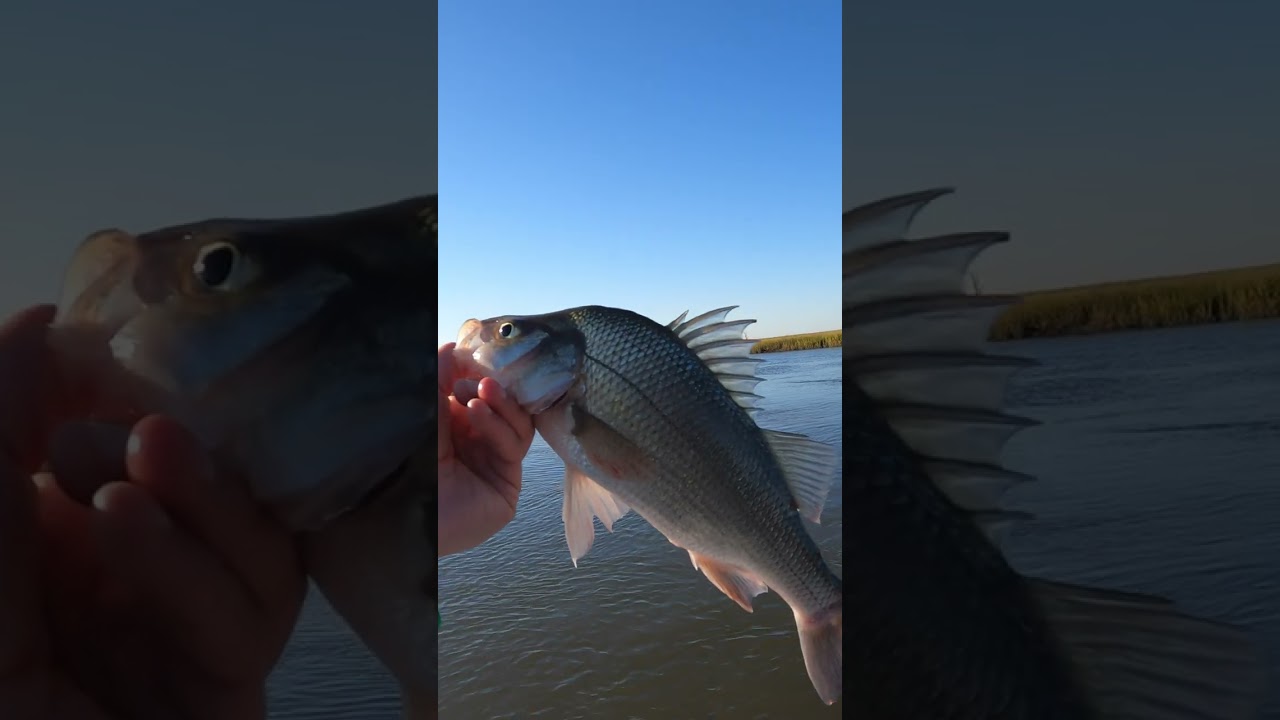 Fish After Fish - Amazing Winter White Perch #shorts 