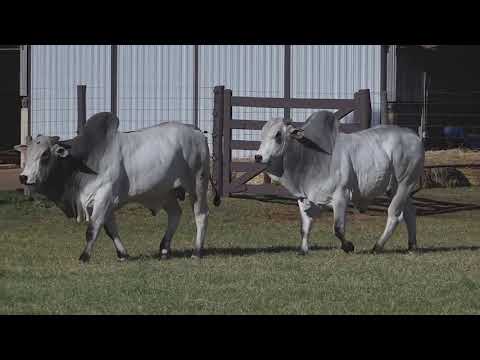 LOTE 35 | Leilão Touro Pronto Katispera