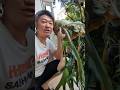 鄰居送我 大隻鹿角蕨