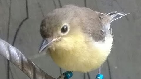Remetuk Laut Nyuling Gacor Sangat Merduh Untuk Isian / Masteran Burung Siur / Sir Sir Laut