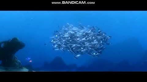 Finding Nemo: Collector