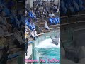 最高のファンサ!! #Shorts #鴨川シーワールド #シャチ #kamogawaseaworld #orca #killerwhale