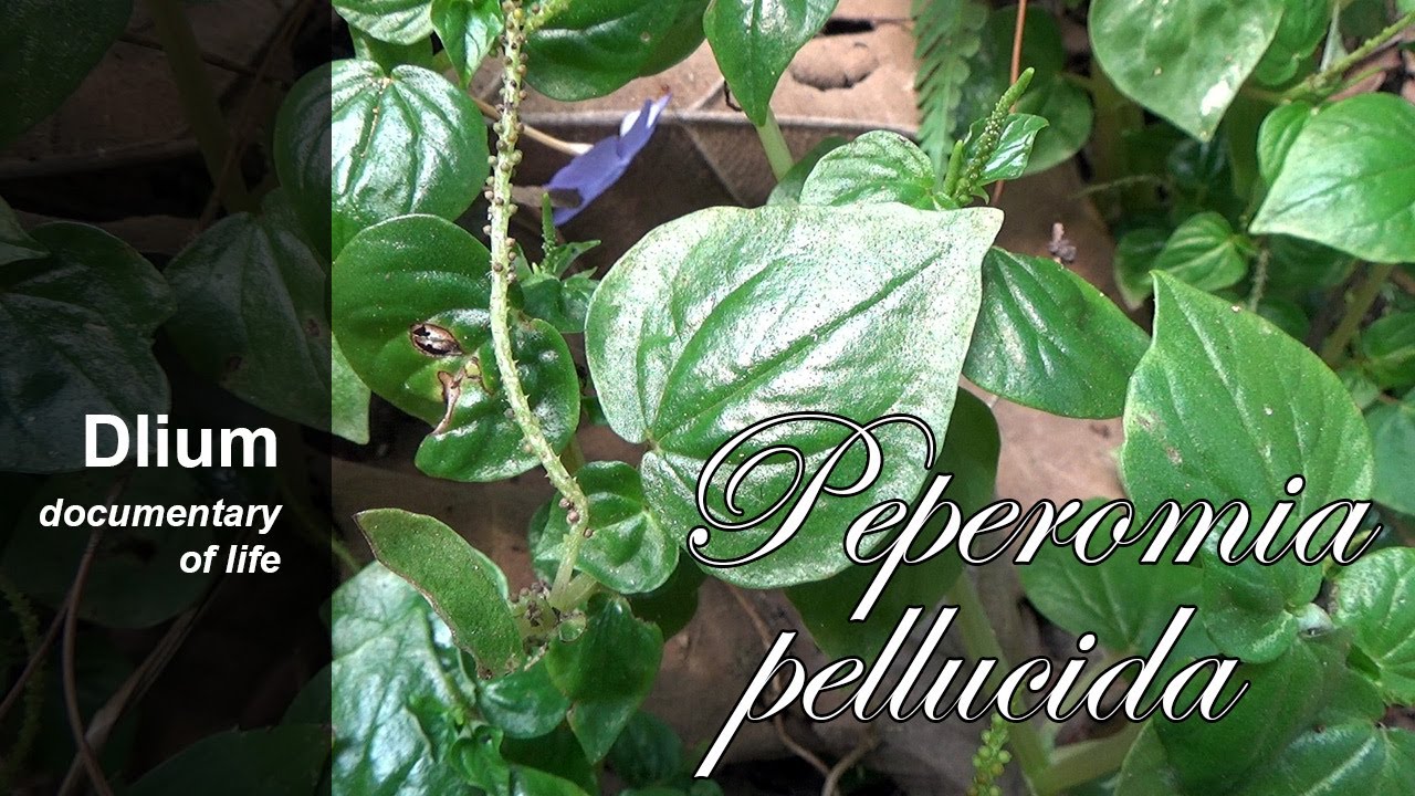 Pansit pansitan nutrients. The 5 Surprising Health Benefits of Pepper