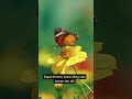 How butterflies navigate the Earth 🦋 Nature’s magnetic mystery