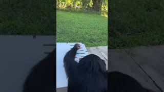 Limbani The Chimpanzee Showing His Cleaning Skills.