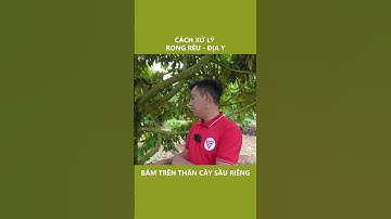 Cách xử lý rong rêu địa y bám trên thân sầu riêng#shorts