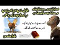 Daniel Chapter 7 Kalaam E Muqadas Khuda Ka Zinda Kalaam Bible Study In Urdu And Hindi English 