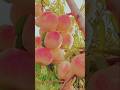 Fresh 🍑 Grapes &amp;🍇Growing in the Garden &amp; Cutting Art #shortvideos #youtubeshorts #viral #cuttingart