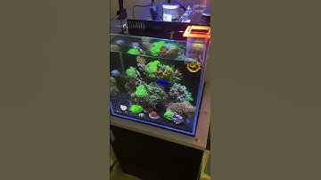 Mẫu Bể Cá Đẹp Cho Bạn Tham Khảo #becadep #cácảnh #hocathuysinh