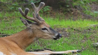 Deer population in Middle TN