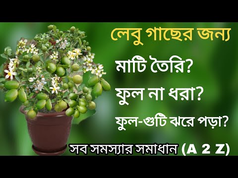 ভিডিও: বাড়িতে লেবু। চাষ