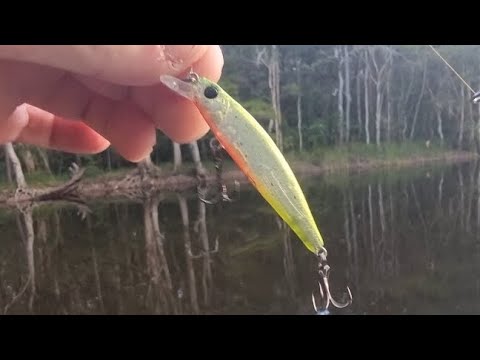 suburban jerk baiting #shimano #vanford #fishingaustralia #bassfishing #yellowbelly