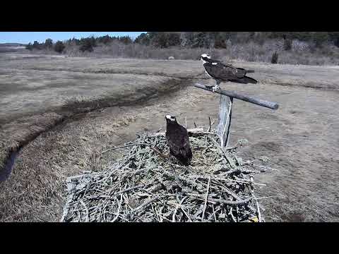 camera iphone 8 plus apk Cape Cod Museum of Natural History Live Stream