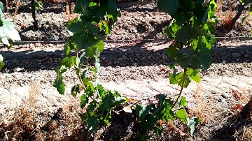 Example of Trunk renewal through 2 suckers