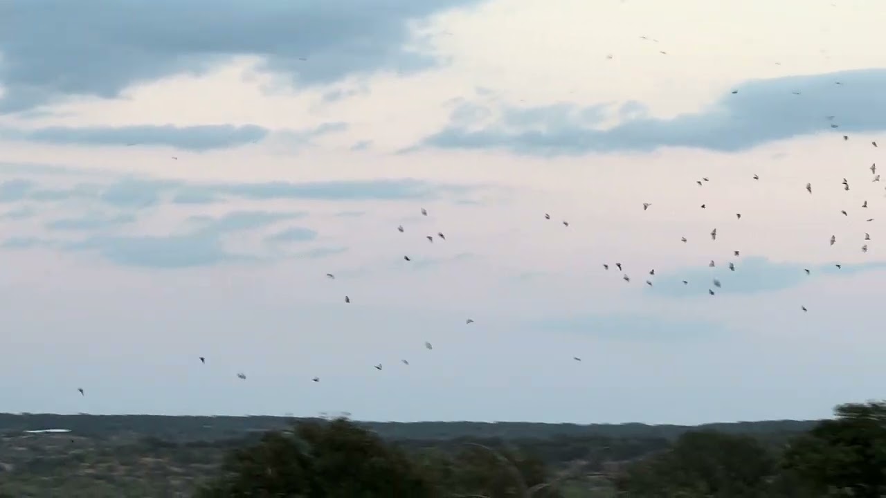 A raven joining Mexican Free Tailed Bats in flight