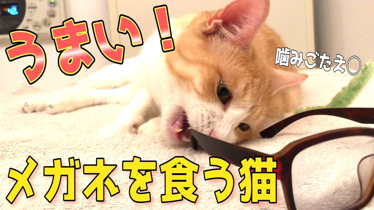 飼い主のメガネを鬼のように食う猫がいるらしい Youtube 飼い主のメガネを鬼のように食う猫がいるらしい Youtube