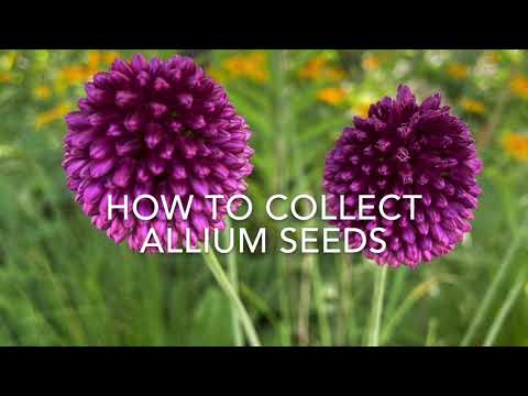 Como coletar Allium Sementes e que sementes de Allium parecer - Divirta-se!