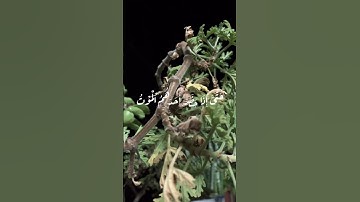 وَلَيْسَتِ التَّوْبَةُ🌸آيات عطرة من سورة النساء بصوت القارىء الشيخ سعد الغامدي♥️ #قرآن #اكسبلور