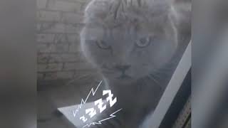 В кота вселился дьявол В кота вселился дьявол
