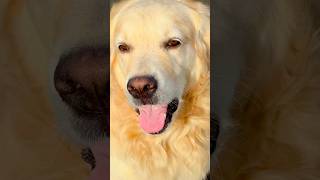 #doglover #labrador #puppy #love #dog #trending #funny #shortsfeed #goldenretriever #viralshort #lab