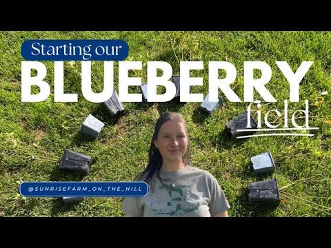 Starting Our Blueberry