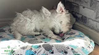 Does Westie Likes carrots?🥕 by Maylo 3,375 views 2 years ago 50 seconds