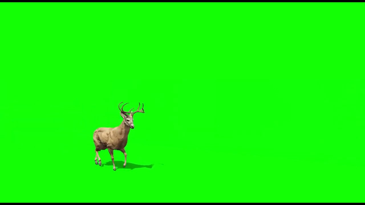 Deer (animals )Green Screen Video Effects Market App YouTube