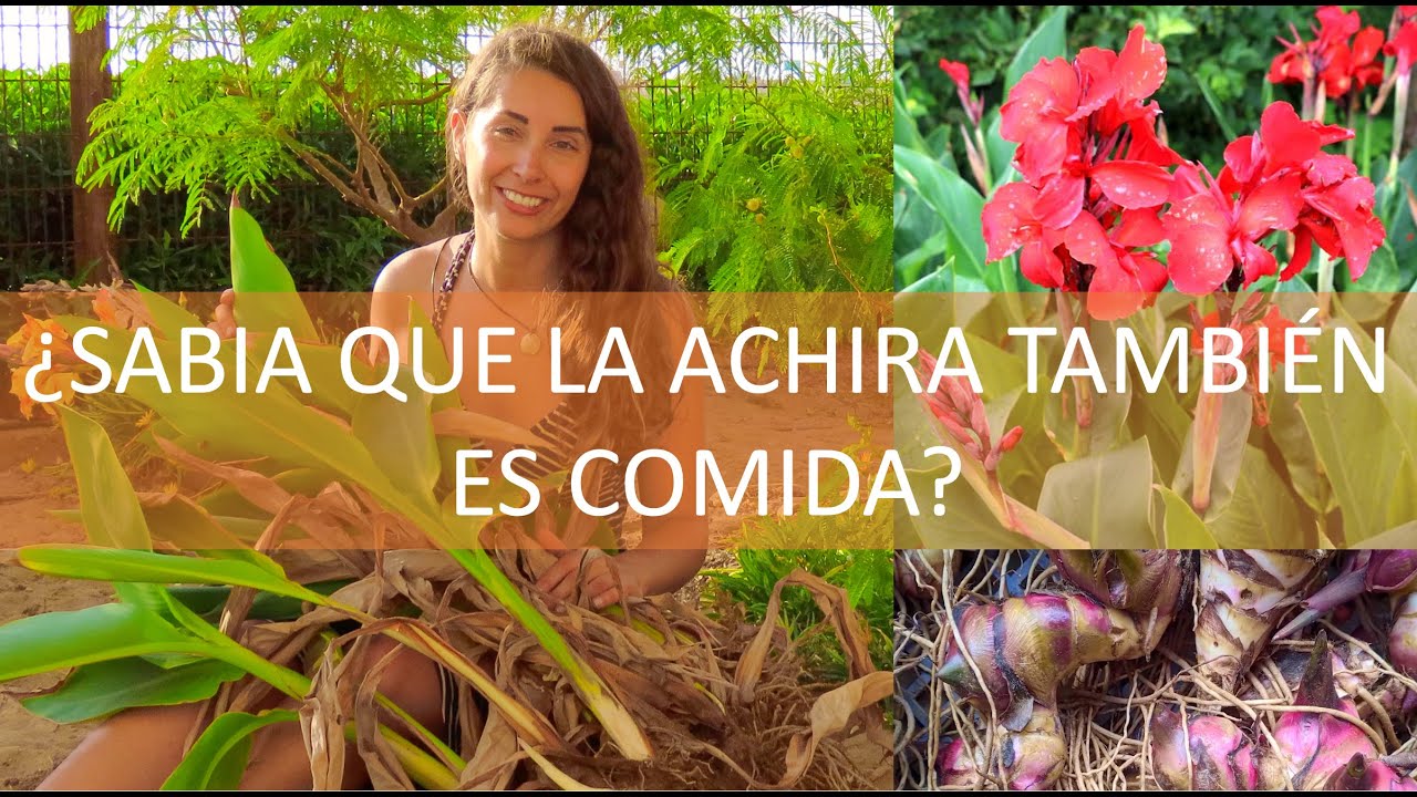 La ACHIRA (CANNA) también es comida!